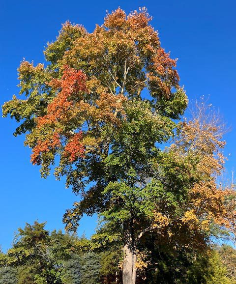 A red maple with orange, red, yellow, and green leaves in Southern Maryland.
