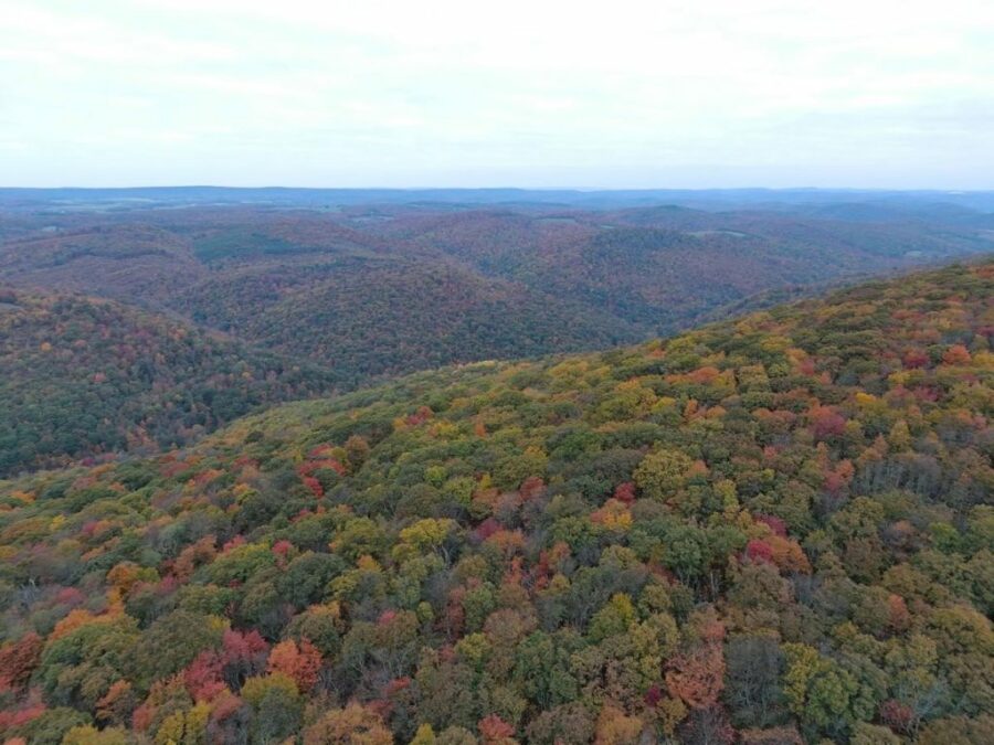 Drone photo of red, green, yellow, and orange leaves