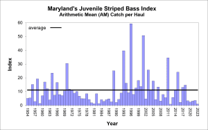 Graph of the juvenile striped bass index over time