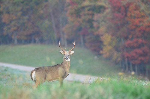 Photo of deer standing in a field during fall