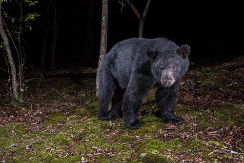 Photo of bear in woods at night