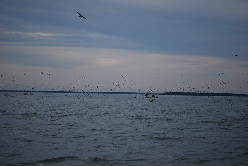 Photo of gulls diving above the water