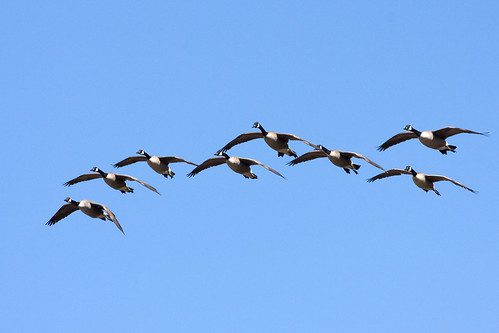 Photo of geese flying in formation