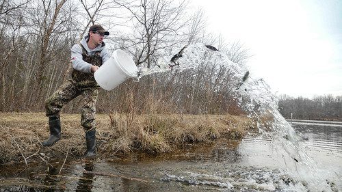 Photo of man throwing fish from a bucket into a stream