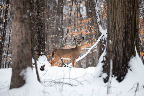 Photo of deer in snowy woods