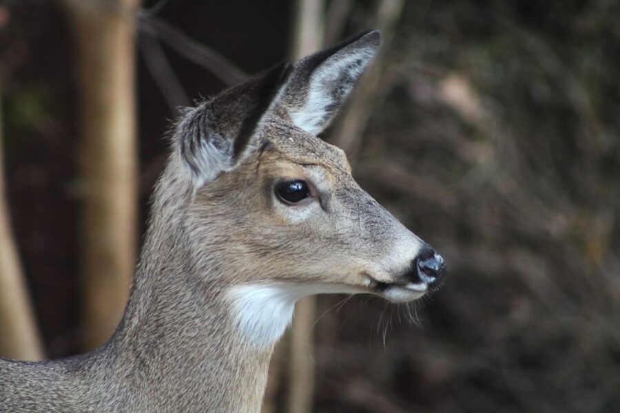 Photo of deer