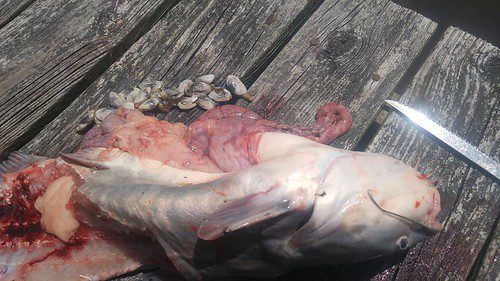 Photo of gutted catfish on a dock