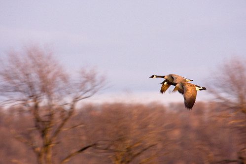 Photo of two geese in flight