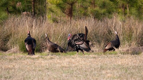 Photo of four turkeys in a field