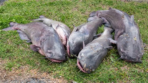 Photo of five large fish on the ground