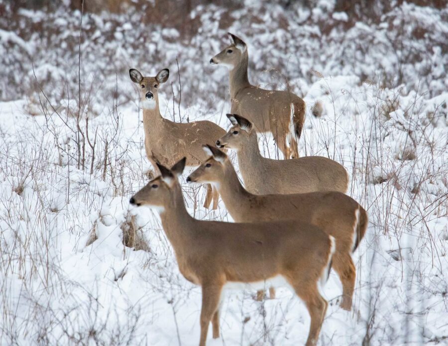 Photo of five deer in the snow