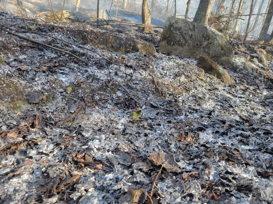 Forest floor after fire