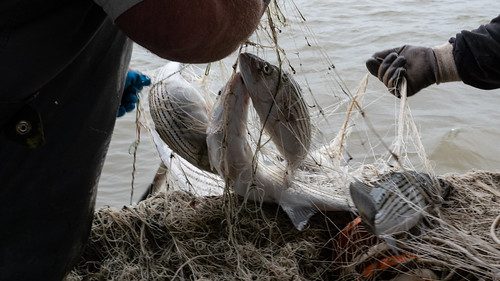Photo of striped bass in a net for scientific survey