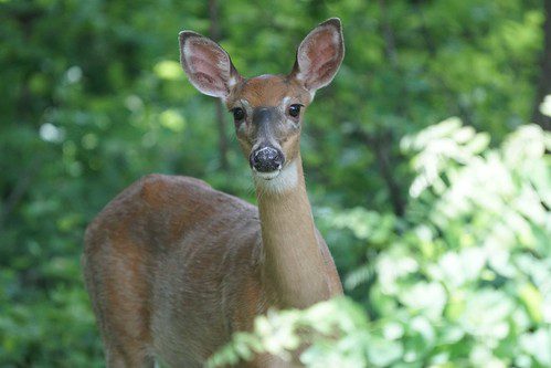 Photo of antlerless deer in the woods