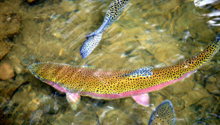 Annual Trout Meeting Thursday, March 7 at 7:00 p.m.