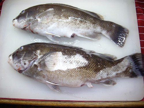 Photo of two fish on a table