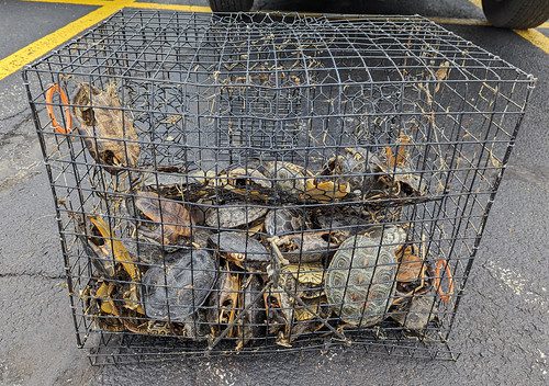 Photo of numerous turtles caught in a crab trap