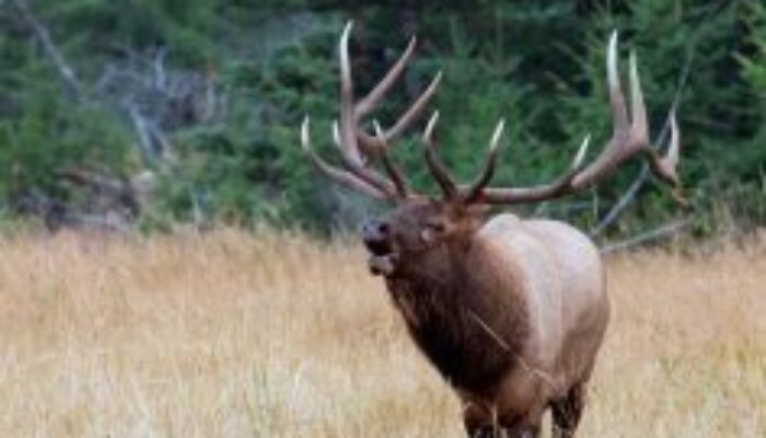 Governor’s Big Game License Coalition Allocates $1.8 Million for Conservation Projects