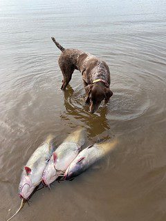  Photo of a dog looking at three blue catfish