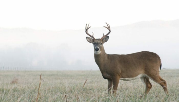 Attention NJ Deer Hunters – We Need Your Input!