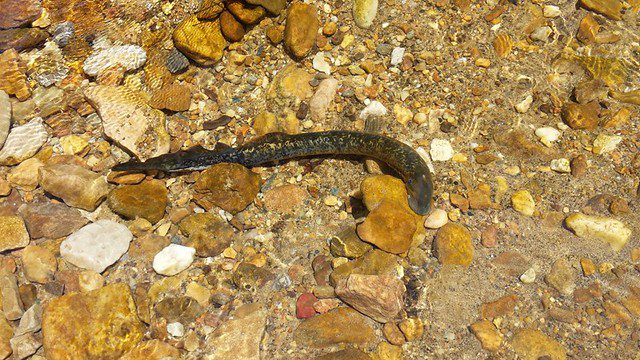Photo of eel-like fish on a rocky bottom